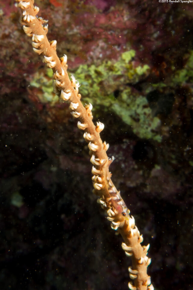 Pontonides ankeri (Barred Wire Coral Shrimp)