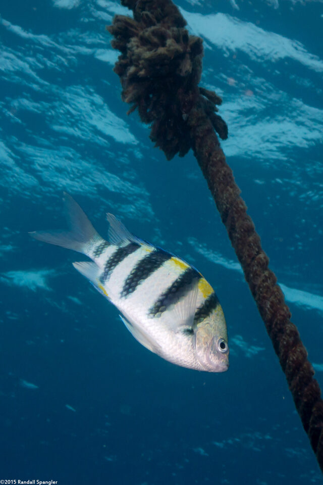Abudefduf vaigiensis (Indo-Pacific Sergeant)