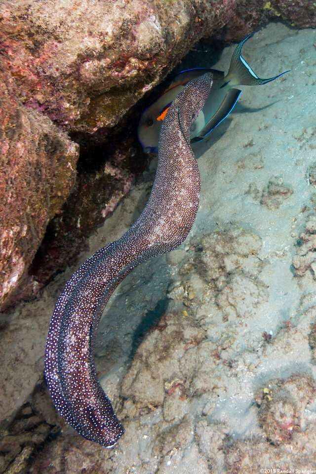 Gymnothorax meleagris (Whitemouth Moray)