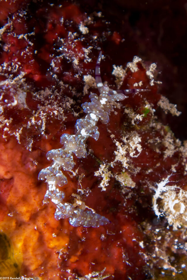Pteraeolidia semperi (Blue Dragon Nudibranch)