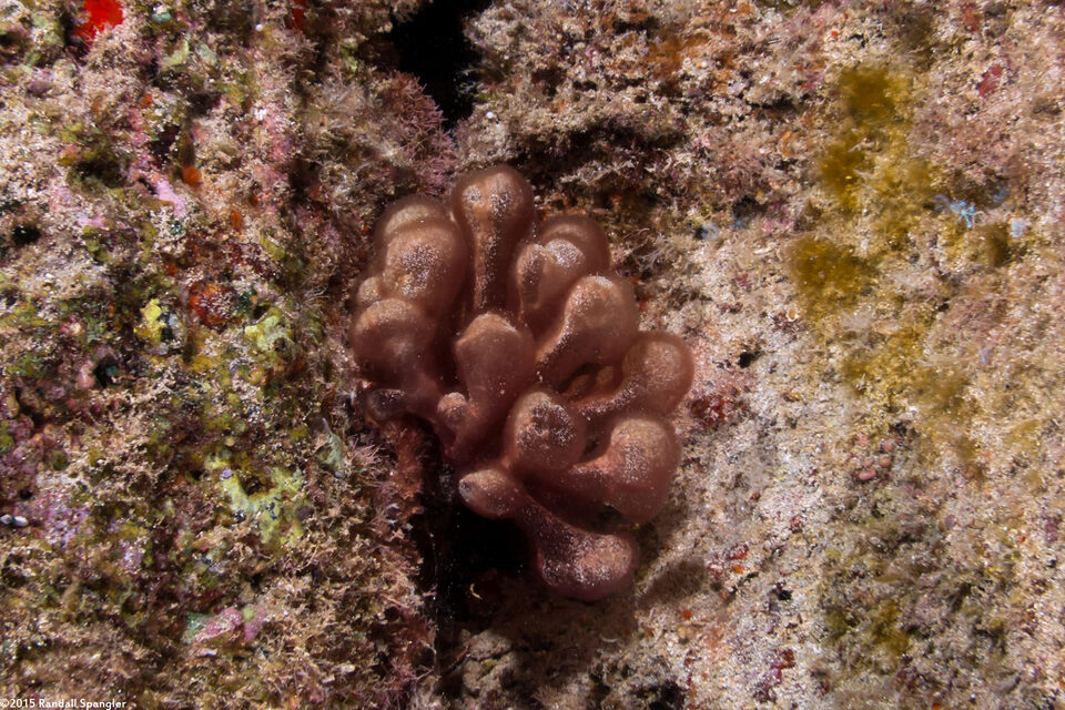 Gibsmithia hawaiiensis (Baggy Seaweed)