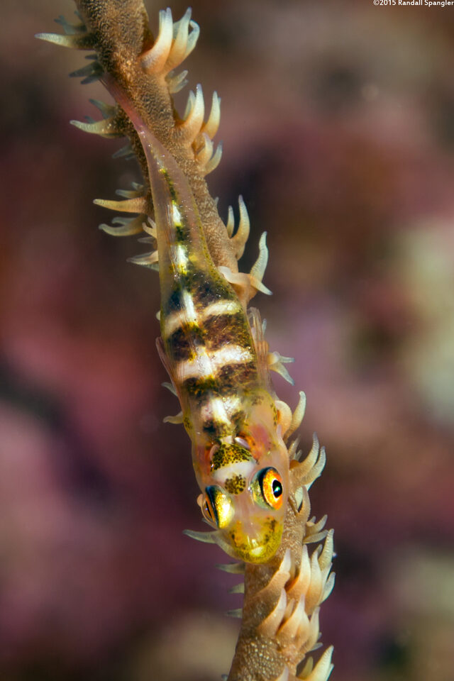 Bryaninops yongei (Wire Coral Goby)