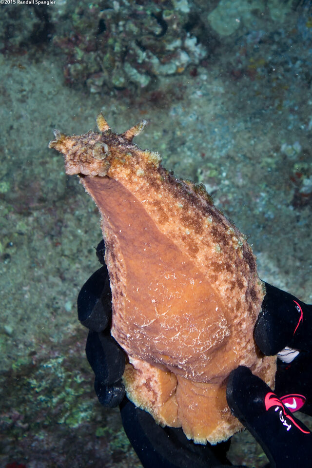 Dolabella auricularia (Eared Sea Hare)