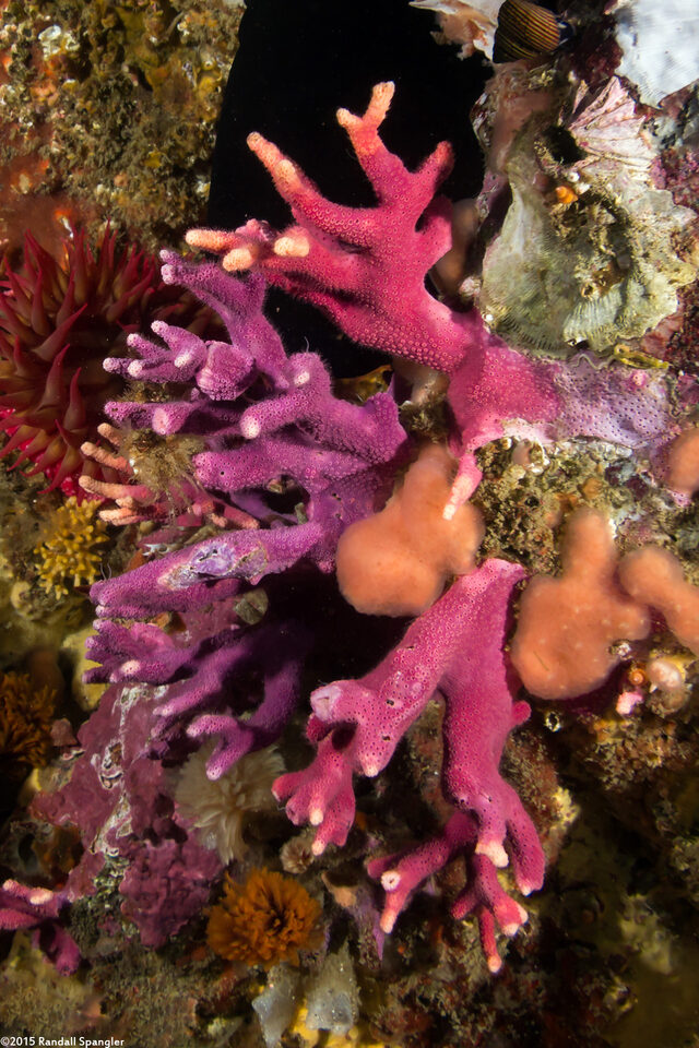 Stylaster californicus (California Hydrocoral)