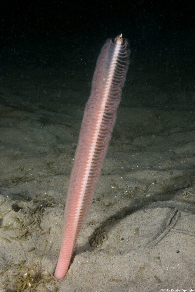 Stylatula elongata (White Sea Pen)