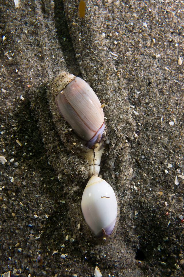 Callianax biplicata (Olive Snail)