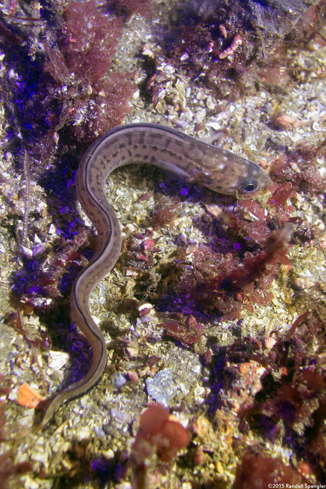 Chilara taylori (Spotted Cusk-Eel)