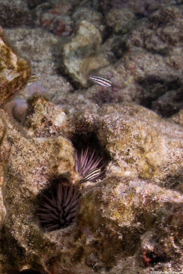 Chlorurus spilurus (Bullethead Parrotfish)