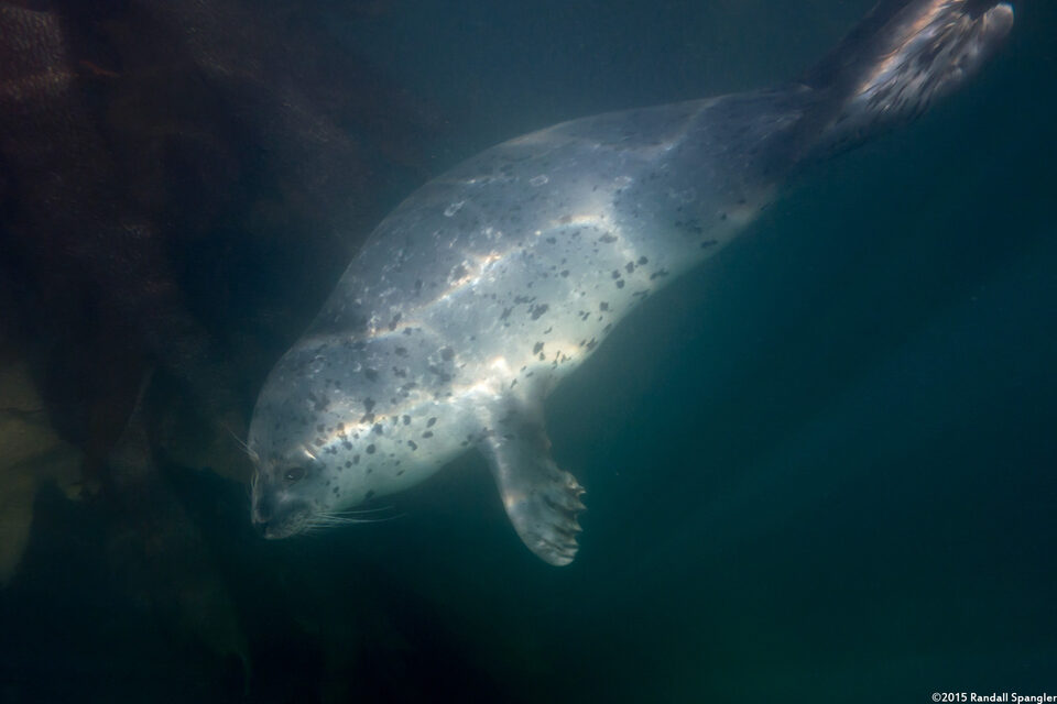 Phoca vitulina (Harbor Seal)