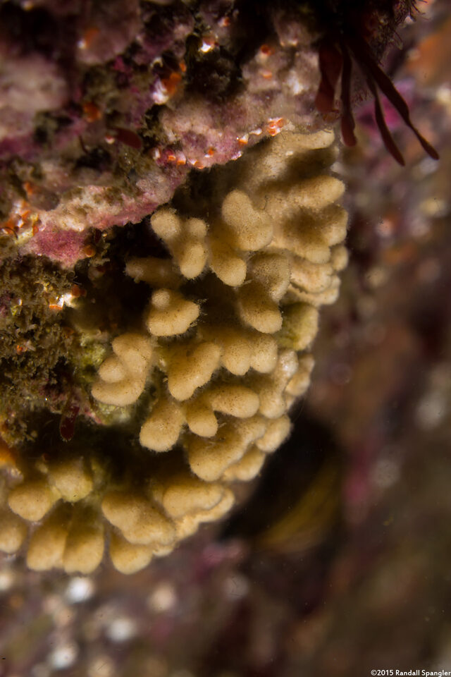 Heteropora pacifica (Northern Staghorn Bryozoan)