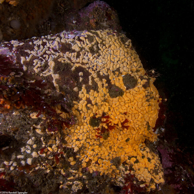 Didemnum carnulentum (Didemnum Carnulentum)