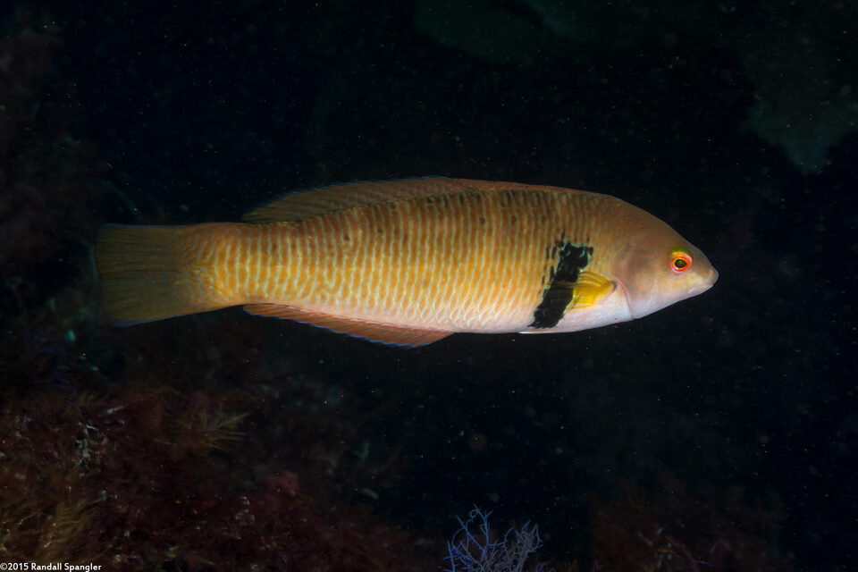 Halichoeres semicinctus (Rock Wrasse)
