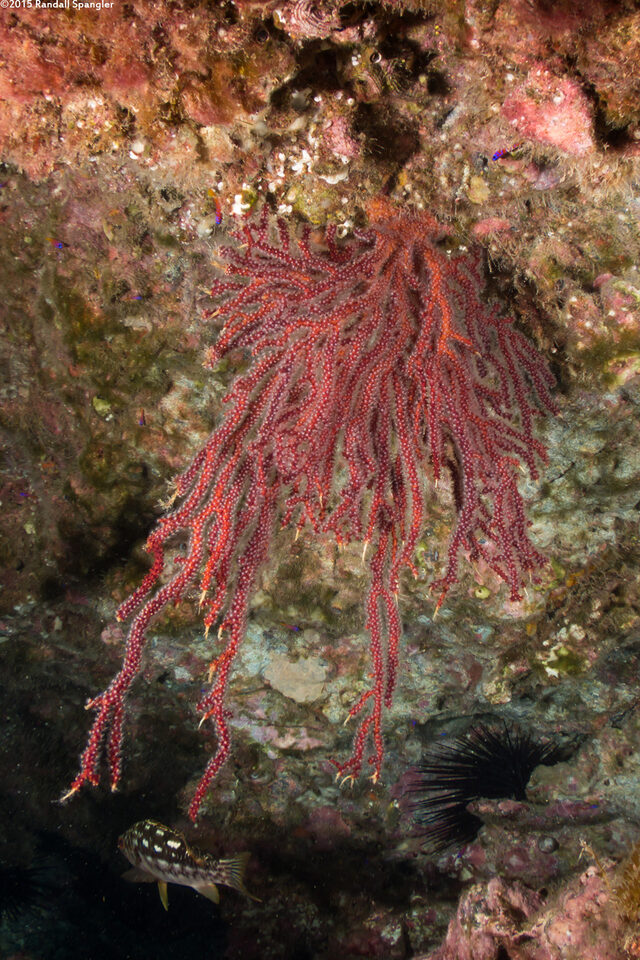Muricea fruticosa (Brown Gorgonian)