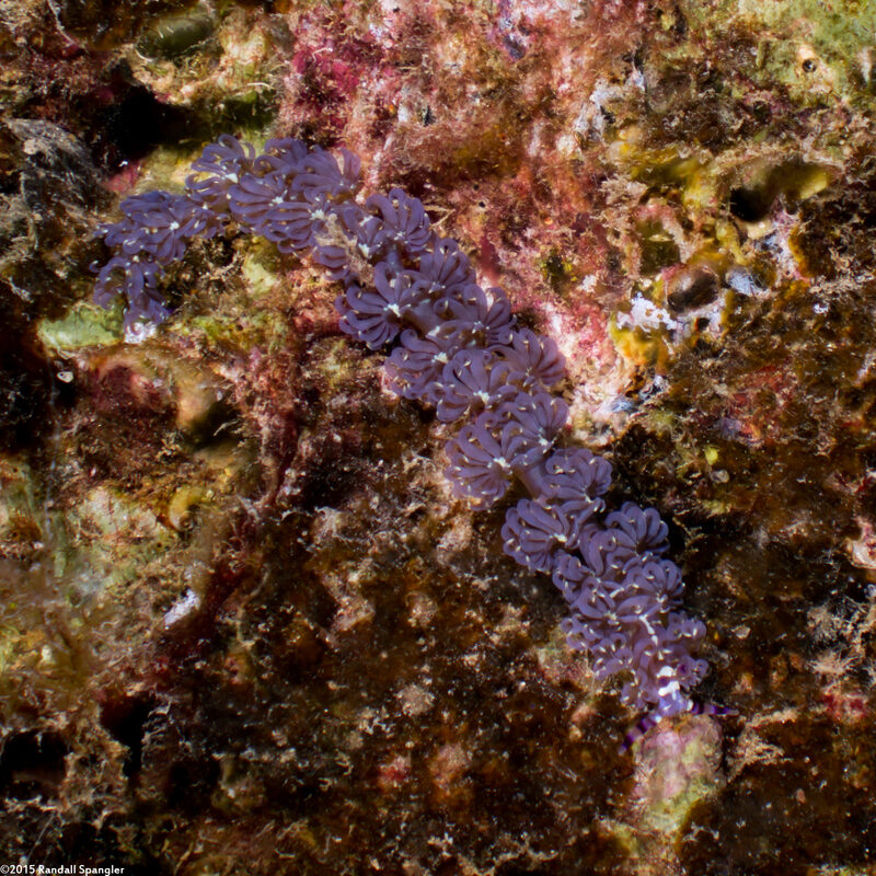 Pteraeolidia semperi (Blue Dragon Nudibranch)