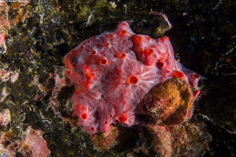 Clathria sp.1 (Vermilion Clathria)