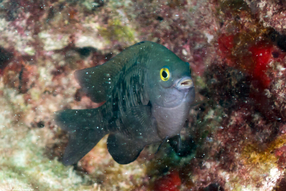Plectroglyphidodon marginatus (Hawaiian Gregory)