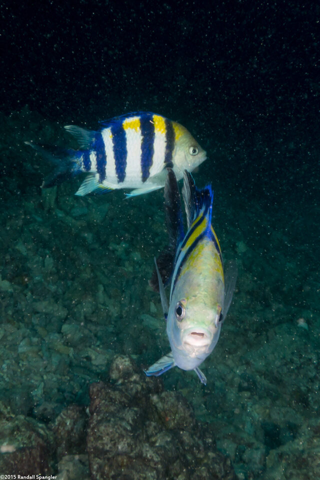 Abudefduf vaigiensis (Indo-Pacific Sergeant)