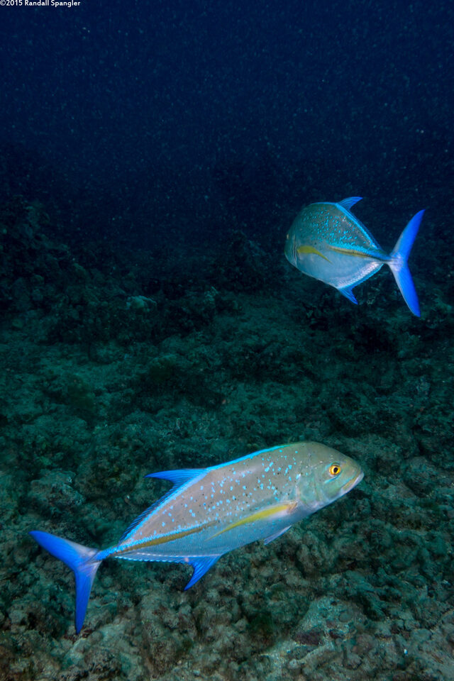 Caranx melampygus (Bluefin Trevally)