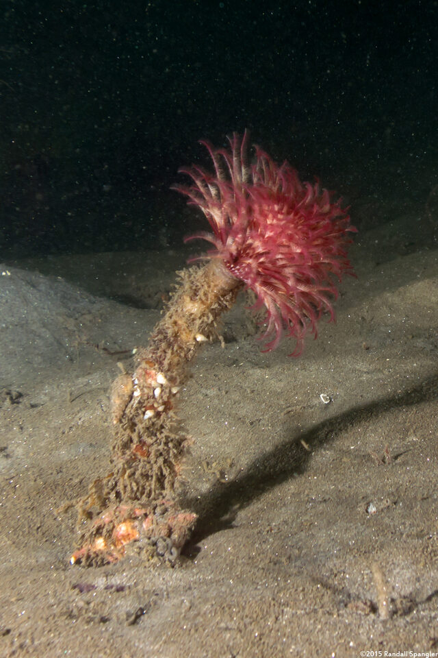 Sabellidae sp.6 (Banded Feather Duster Worm)
