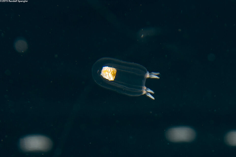 Euphysa japonica (Euphysa Japonica)