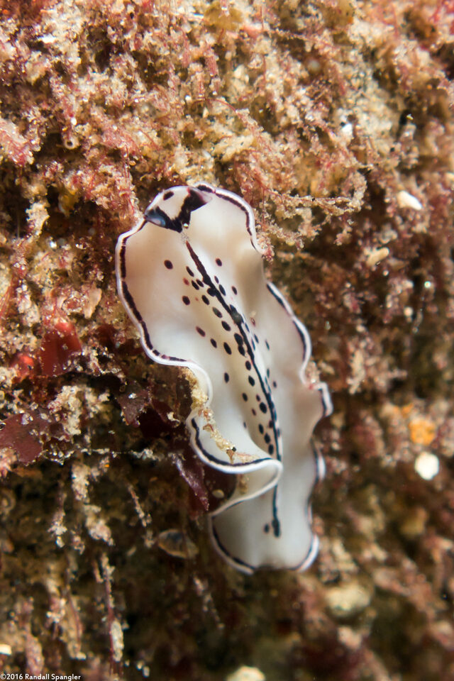 Pseudoceros montereyensis (Monterey Flatworm)