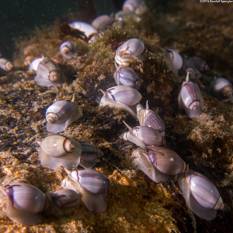 Callianax biplicata (Olive Snail)