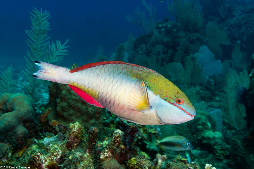 Sparisoma aurofrenatum (Redband Parrotfish)