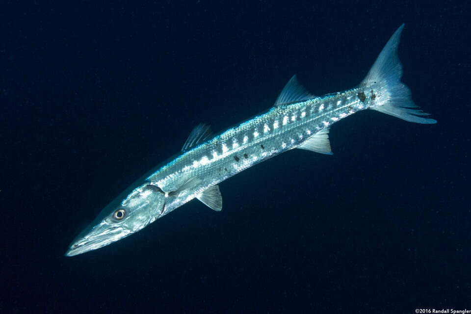 Sphyraena barracuda (Great Barracuda)