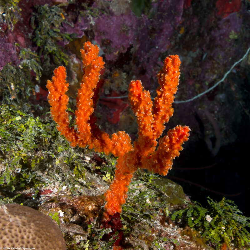 Ptilocaulis walpersi (Walper's Branching Sponge)