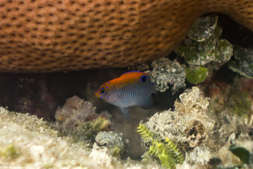 Stegastes adustus (Dusky Damselfish)
