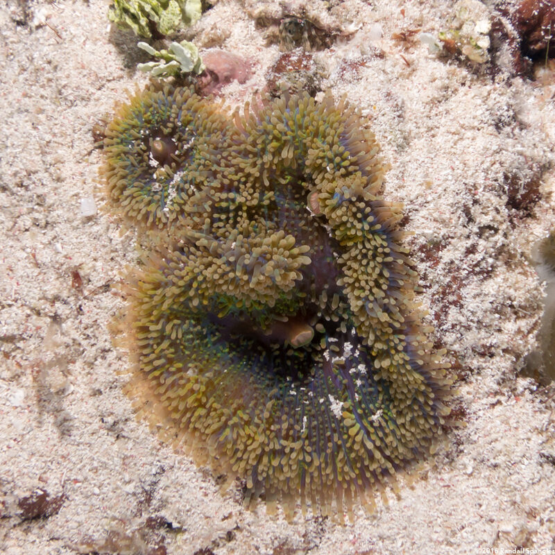 Ricordea florida (Florida Corallimorph)