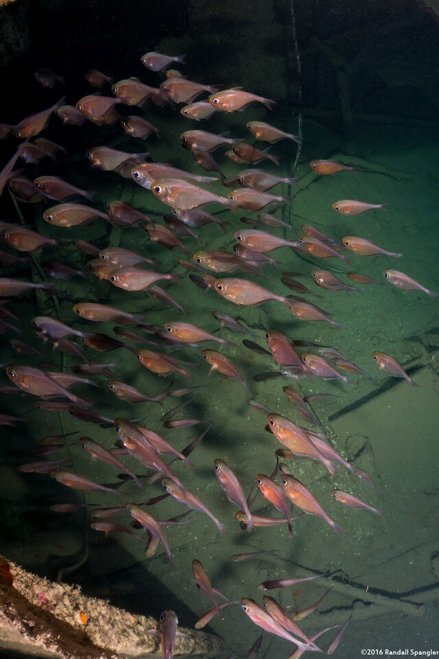 Pempheris schomburgkii (Glassy Sweeper)