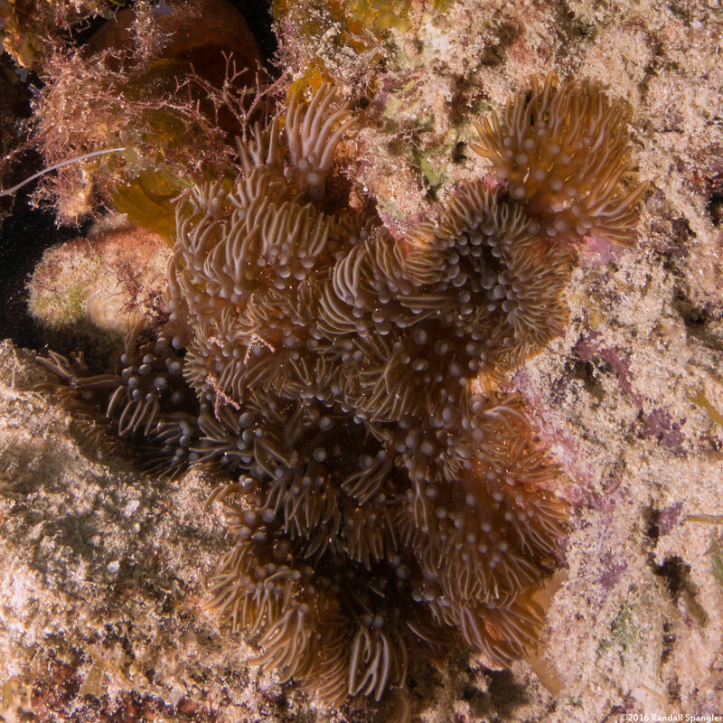 Lebrunia neglecta (Branching Anemone)