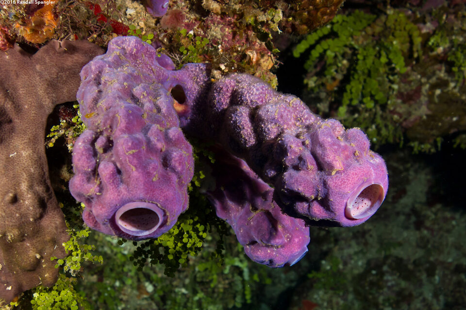 Aplysina archeri (Stovepipe Sponge)