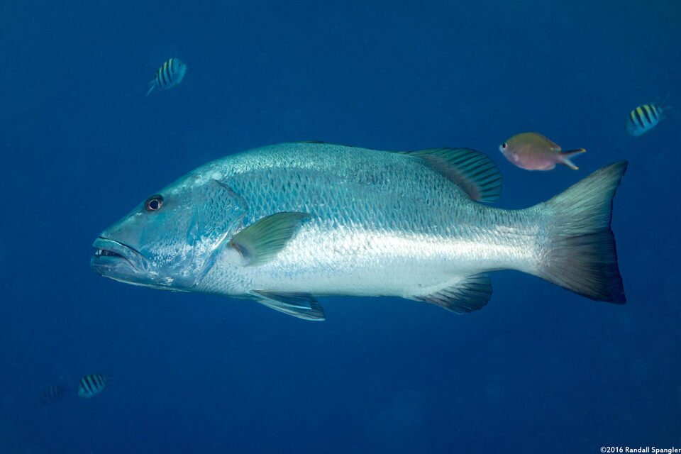 Lutjanus cyanopterus (Cubera Snapper)