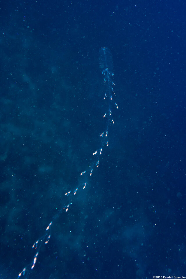Agalma okenii (Paired-Bell Siphonophore)