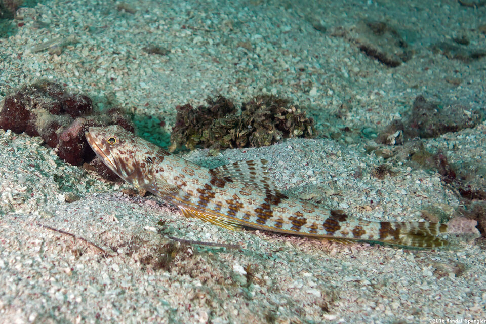 Synodus intermedius (Sand Diver)
