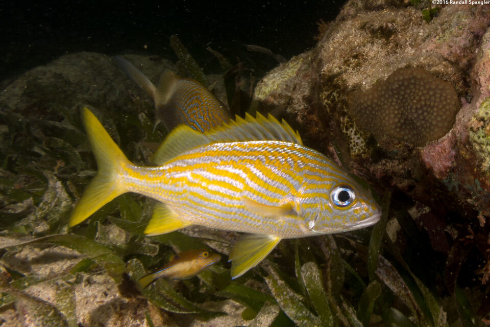 Haemulon flavolineatum (French Grunt)