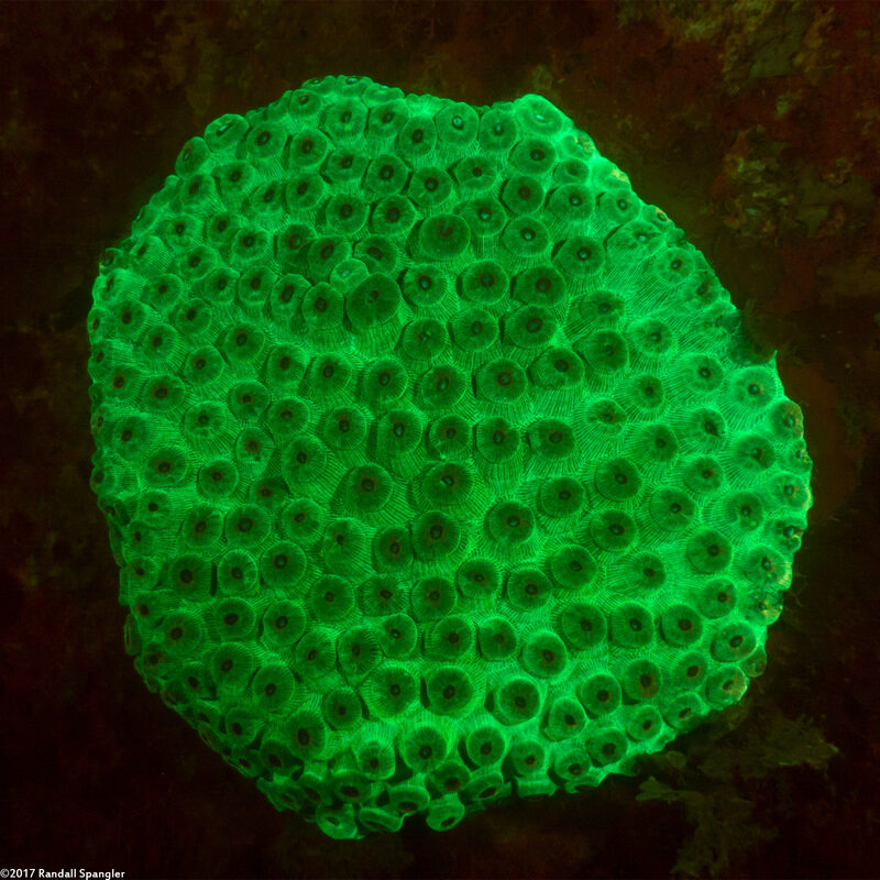 Montastraea cavernosa (Great Star Coral)