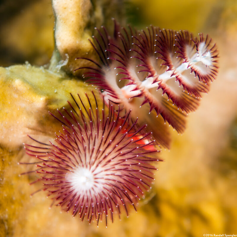 Spirobranchus giganteus (Christmas Tree Worm)