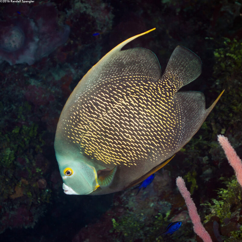 Pomacanthus paru (French Angelfish)