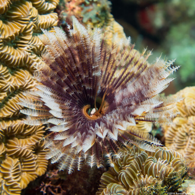 Sabellastarte magnifica (Magnificent Feather Duster)