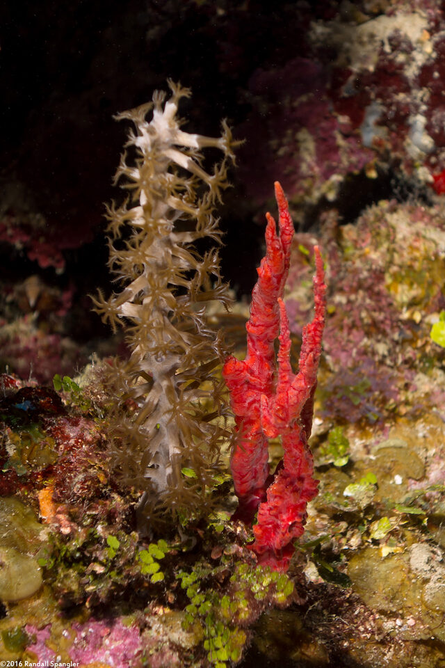 Monanchora arbuscula (Red Encrusting Sponge)