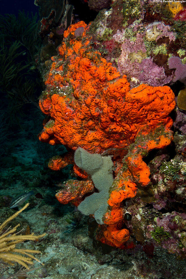 Agelas clathrodes (Orange Elephant Ear Sponge)