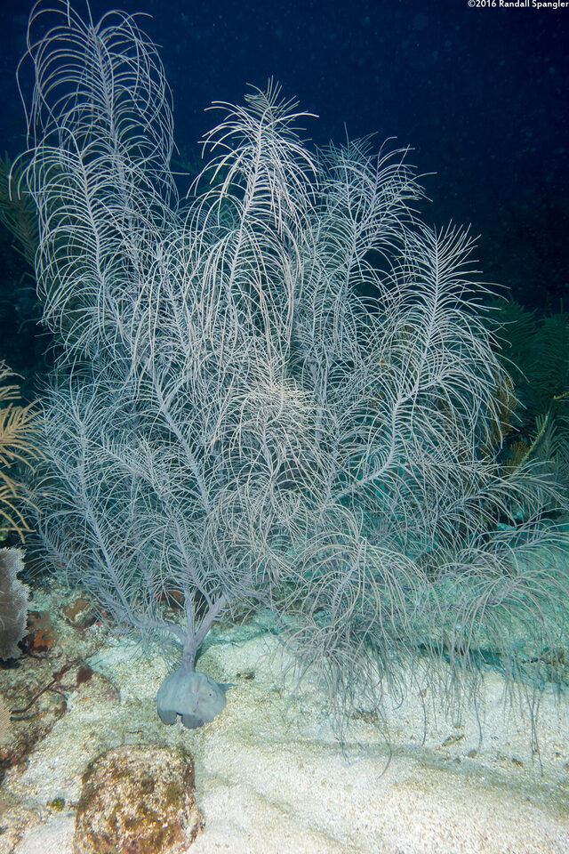 Antillogorgia sp.1 (Sea Plume)