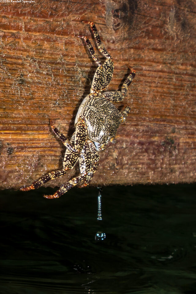 Plagusia depressa (Tidal Spray Crab)