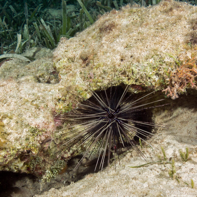 Diadema antillarum (Long-Spined Urchin)