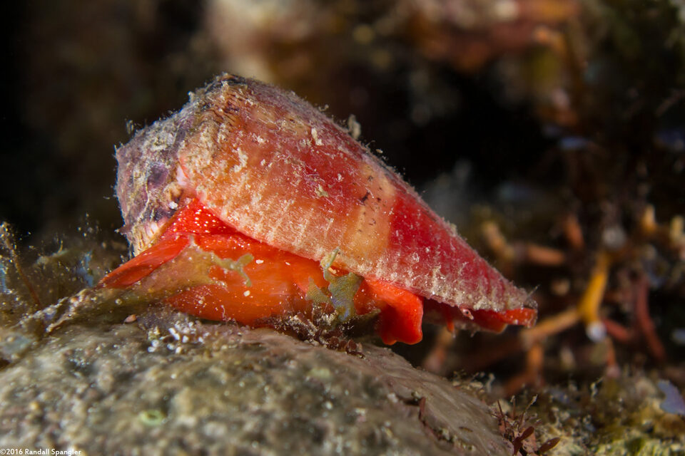 Conus cardinalis (Cardinal Cone Snail)