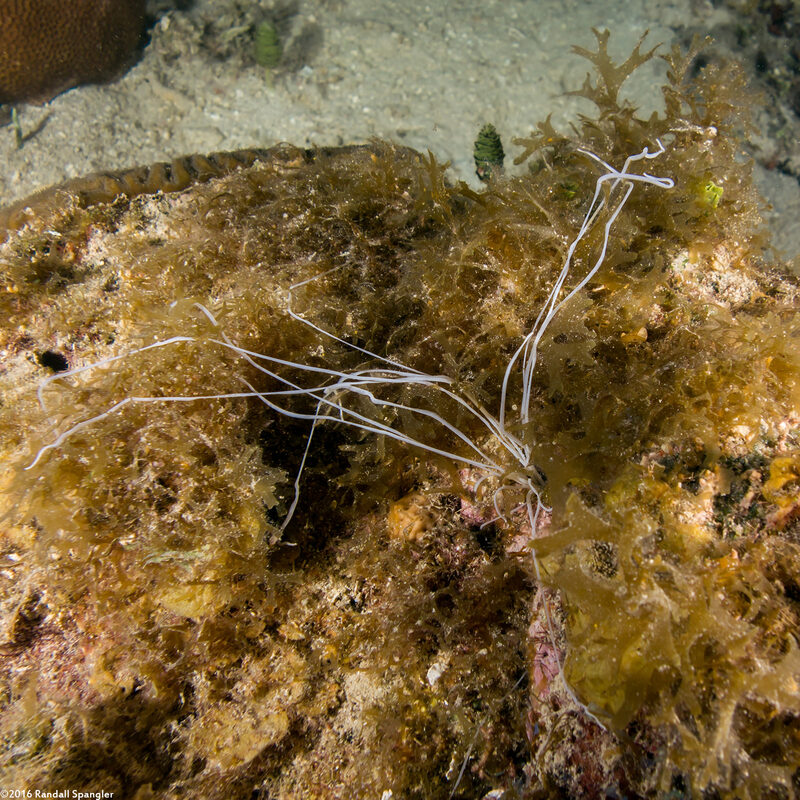 Terebellidae sp.1 (Spaghetti Worm)