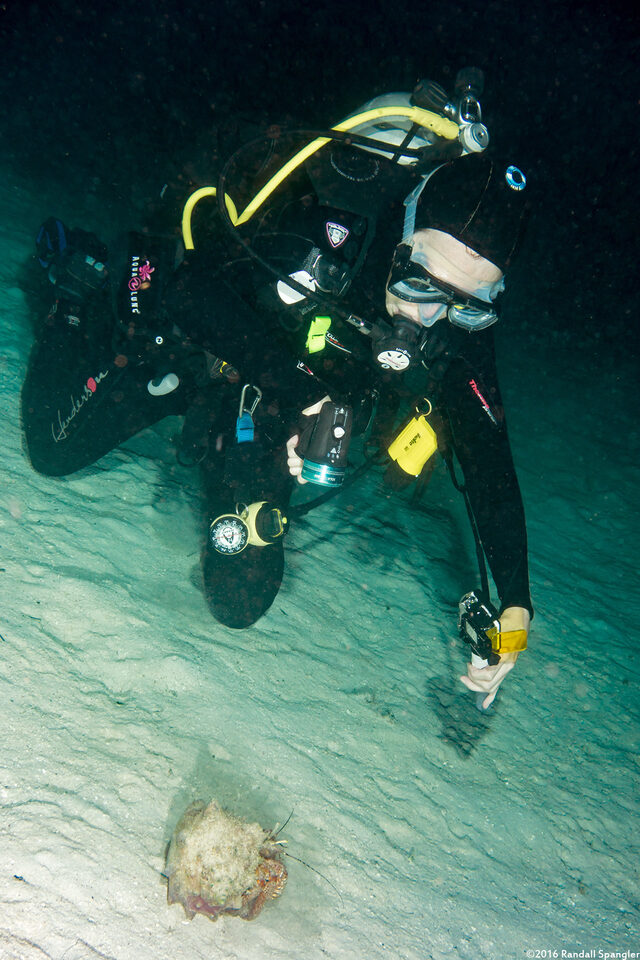 Petrochirus diogenes (Giant Hermit Crab); They're actually pretty giant